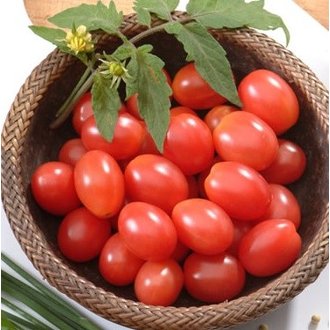 semente de tomate carolina
