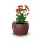 vaso botanika vermelho flor