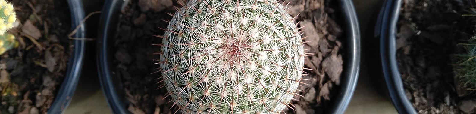 cactus suculentas cultivo np11 nutriplan