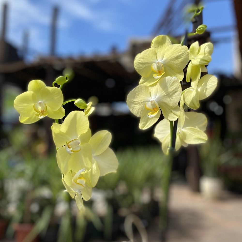 Orqudea Phalaenopsis Amarela