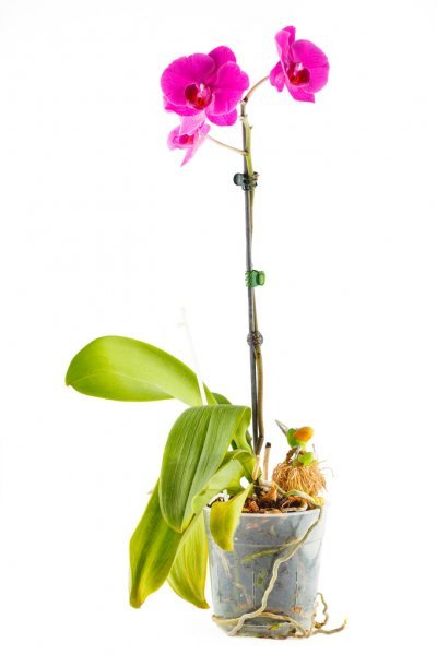 depositphotos_48888647 stock photo purple orchid pot flower in
