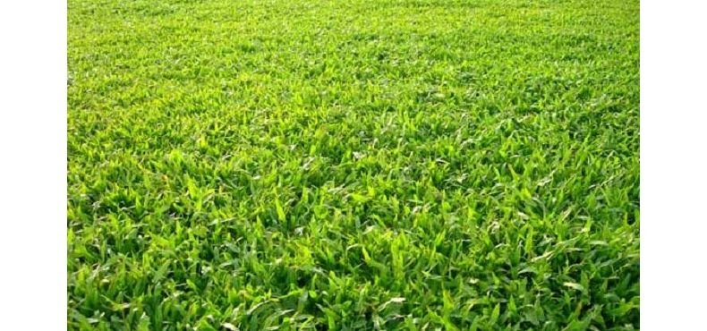 Conheça os tipos de grama e suas características